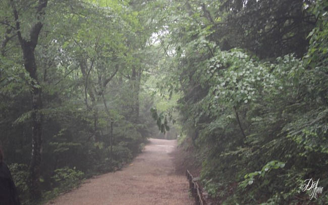 Royal Road ~ St. Baume, France (C) DeAnne Wolfgram 2012